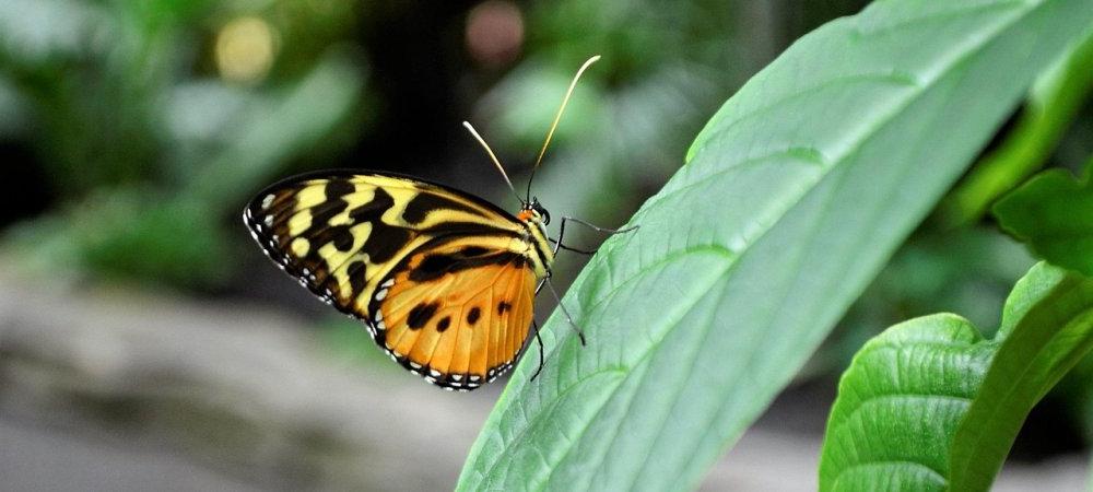 Monarch Butterfly on Leaf